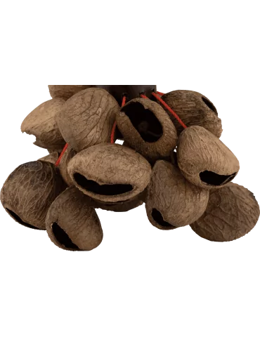  PEARL PBPGRH14 Ethniques - Nut shaker Pangi with handle|MusicGoodDeal  2